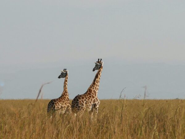 🌍✨ The Ultimate 7-Day Cameroon Safari Adventure – From Yaoundé to the Wild! ✨🌍